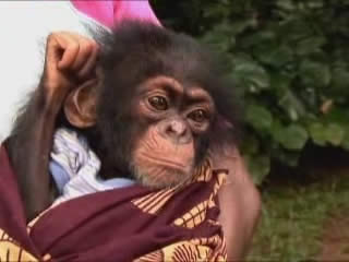 صور Tacugama Chimpanzee Sanctuary ألحيوَانَات